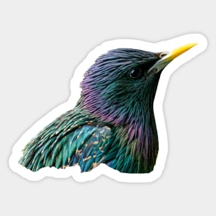 Starling Sticker